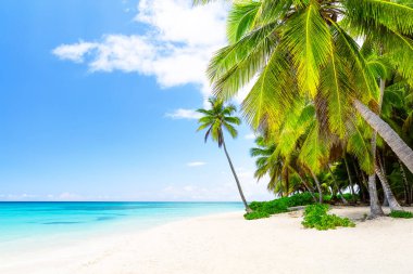 Saona adasındaki beyaz kumlu plajda Hindistan cevizi palmiyeleri, Dominik Cumhuriyeti. Yaz tatili geçmişi. Punta Cana 'daki güzel tropik plaj manzarası.