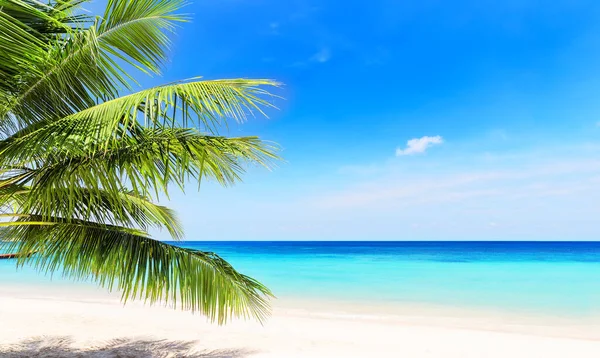 Kokospalmenblätter Vor Blauem Himmel Und Schönem Strand Phuket Thailand Ferien — Stockfoto