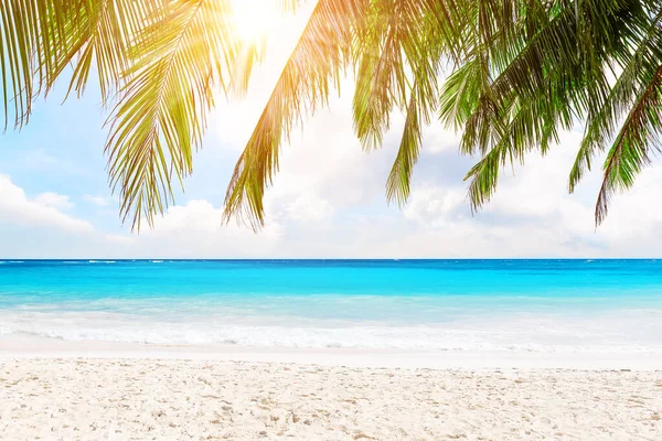 Kokosové Palmy Listů Proti Modré Obloze Krásné Pláže Phuket Thajsko — Stock fotografie