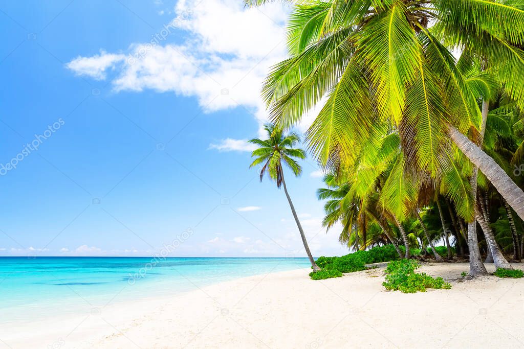 Coconut Palm trees on white sandy beach in Saona island, Dominican Republic. Vacation holidays summer background. View of nice tropical beach in Punta Cana.