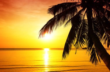 Gün batımında tropikal plajda palmiye ağacı silueti. Hindistan cevizi palmiyesi Phuket, Tayland sahillerinde gün batımına karşı.