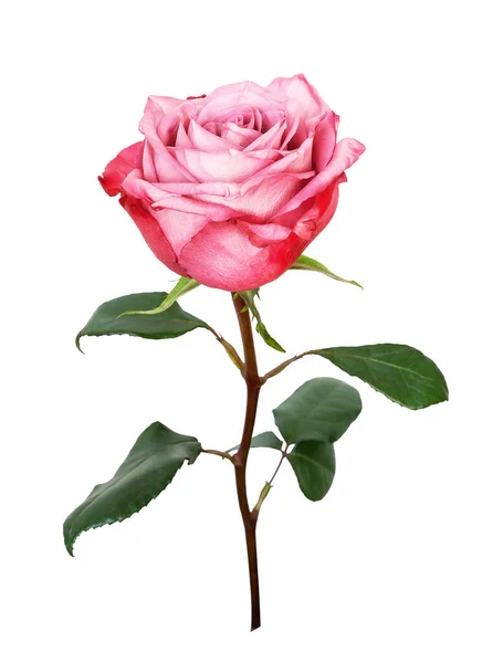 Roze Roos Bloem Geïsoleerd Witte Achtergrond Close Van Mooie Roze — Stockfoto