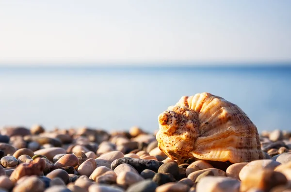 海贝壳 背景是大海和蓝天 海滩上贝壳的夏季照片和你装饰的自由空间 — 图库照片