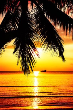 Gün batımında tropikal plajda palmiye ağacı silueti. Hindistan cevizi palmiyesi Phuket, Tayland sahillerinde gün batımına karşı.