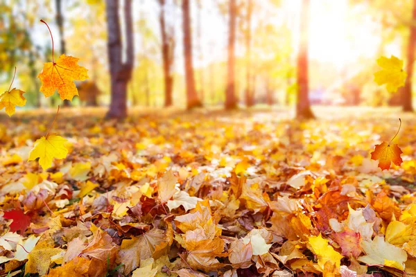 Paisaje Otoñal Hermoso Parque Urbano Con Hojas Amarillas Caídas Primer —  Fotos de Stock