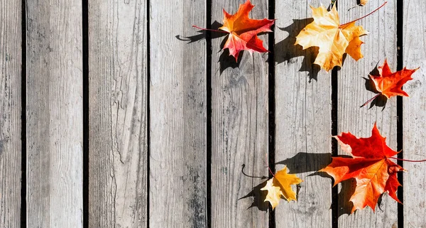 Herbstblätter Auf Holzbrettern Hintergrund Des Herbstes Schöne Herbstblätter Auf Holzgrund — Stockfoto