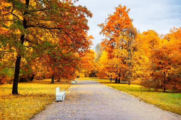 Herfstlandschap Prachtig Stadspark Met Omgevallen Gele Bladeren Herfst Landschap Met — Stockfoto