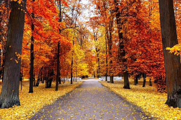 Herfstlandschap Prachtig Stadspark Met Omgevallen Gele Bladeren Herfst Landschap Met — Stockfoto