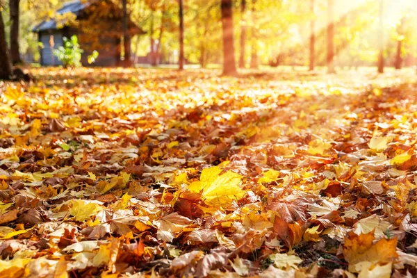 Paesaggio Autunnale Bellissimo Parco Cittadino Con Foglie Gialle Cadute Primo — Foto Stock