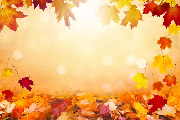 秋の風景 黄色の葉が落ちた美しい都市公園 晴れた秋の公園で明るい葉の終わり 秋の季節の概念 黄金の紅葉カード — ストック写真