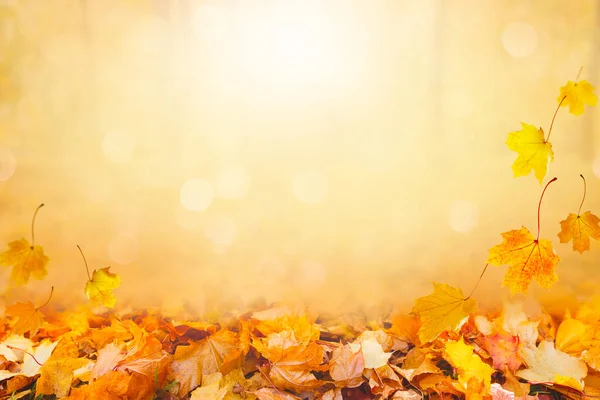 Herbstlandschaft Schöner Stadtpark Mit Abgefallenen Gelben Blättern Nahaufnahme Von Hellem — Stockfoto