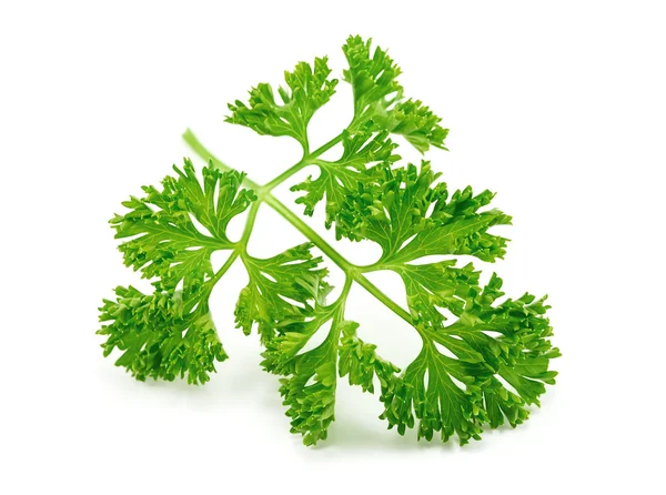 Fresh green parsley on white background — Stock Photo, Image