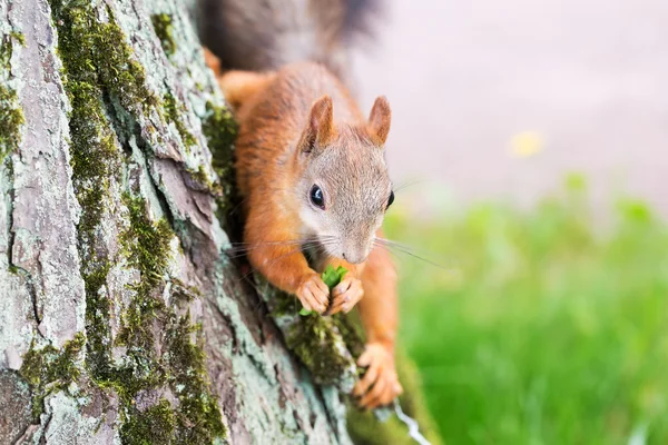 Bruine eekhoorn — Stockfoto
