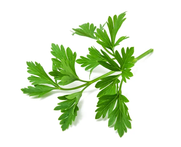 Fresh green parsley on white background — Stock Photo, Image