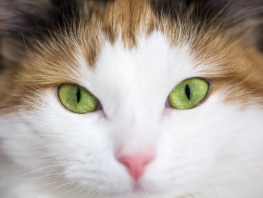 bir yeşil kedi gözü kapat 