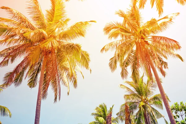 Blick auf Kokospalmen aus der Perspektive — Stockfoto