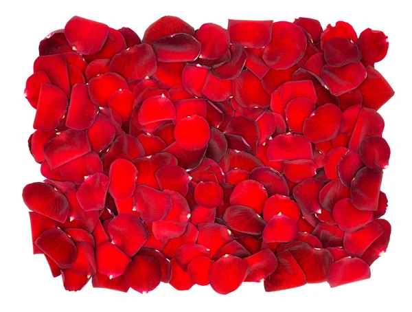 Beautiful red rose petals background — Stock Photo, Image