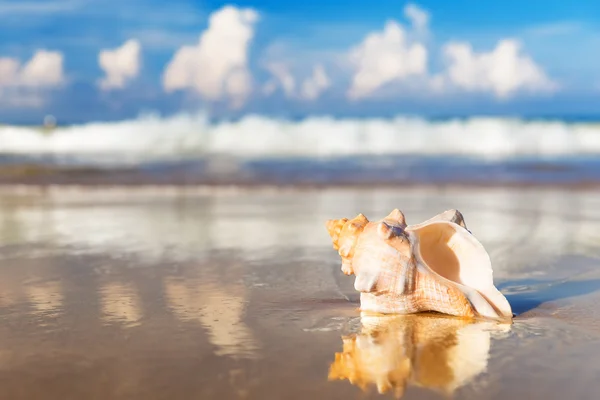 Zee schelp op het zandstrand — Stockfoto