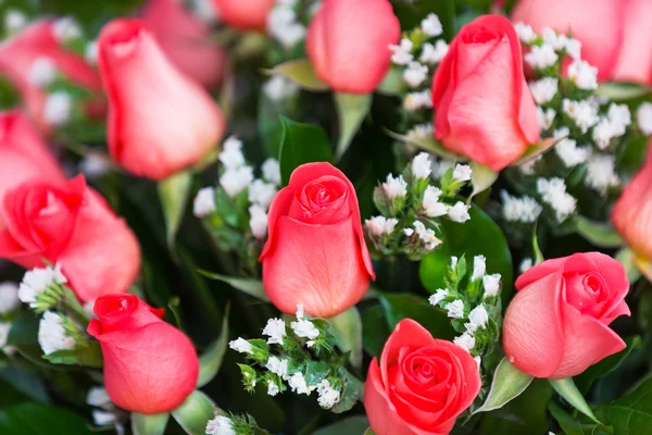 Pink roses — Stock Photo, Image