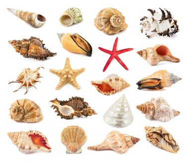 beyaz izole seashell 