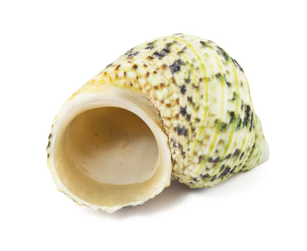 Sea shell — Stock Photo, Image