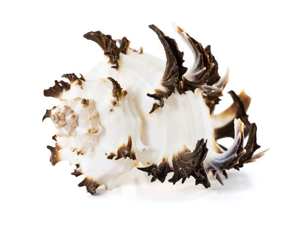 Seashell isolerad på en vit bakgrund — Stockfoto
