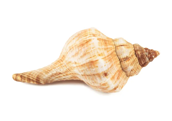 Seashell isolated on a white background — Stock Photo, Image