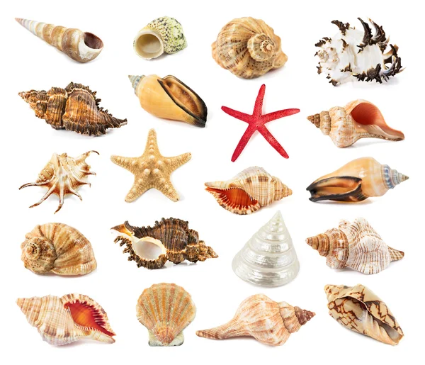 Beyaz izole seashell — Stok fotoğraf