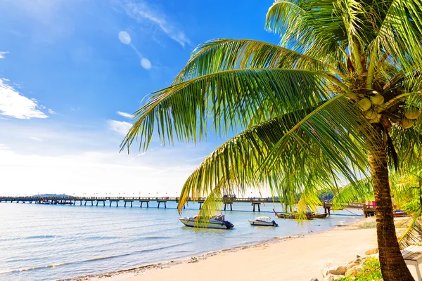 Palmera en la playa tropical perfecta en Phuket —  Fotos de Stock