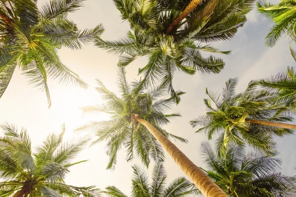 Coconut palm trees perspective view — Stock Photo, Image