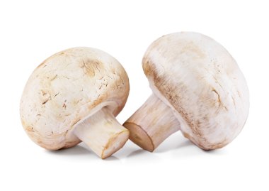 champignon mantarı 