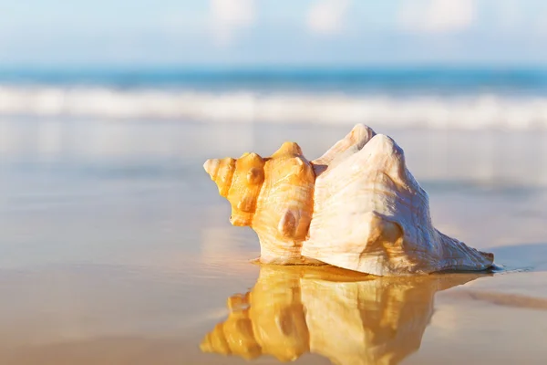 Muschel am Sandstrand — Stockfoto