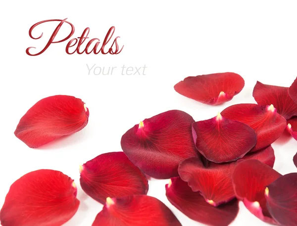 Krásné červené lístky růží na bílé — Stock fotografie