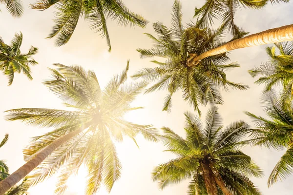 Coconut palm träd perspektivvy — Stockfoto