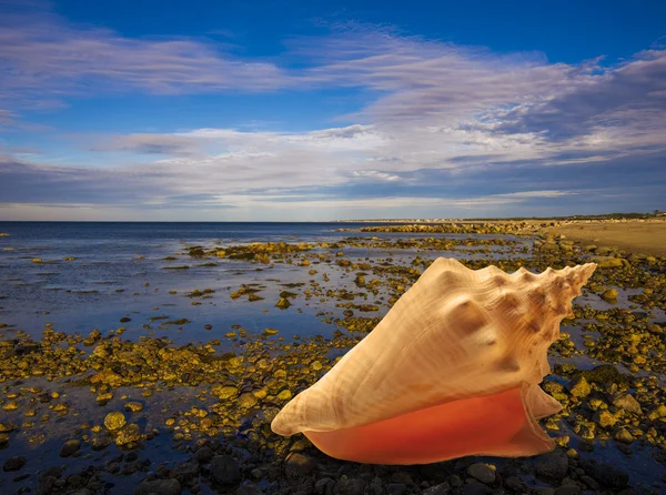 Dużych muszli na kamienistej plaży — Zdjęcie stockowe