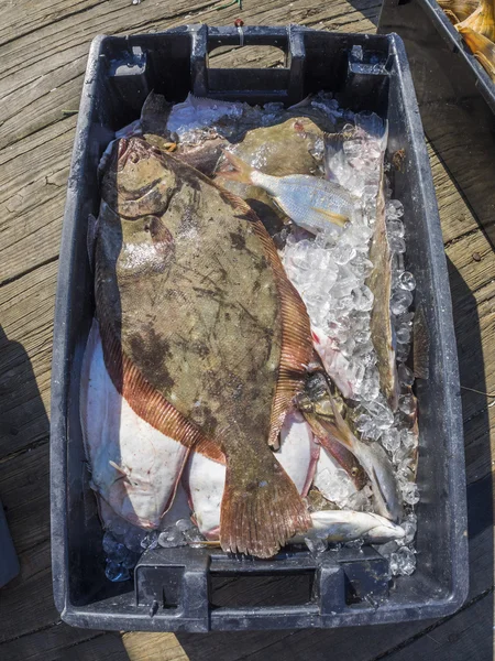 Fresh fish on dock — Stock Photo, Image