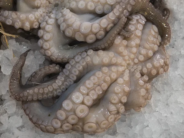 Fresh octopus — Stock Photo, Image