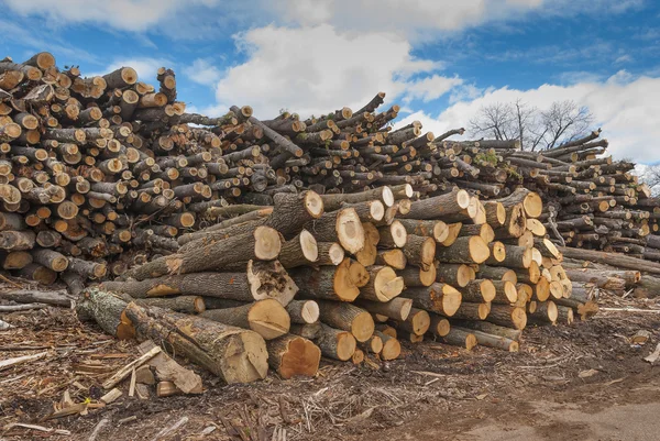 Tas de billes de bois — Photo