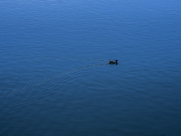 Duck alone on pond — Stock Photo, Image