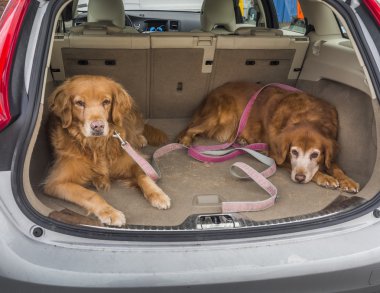 İki eski golden retriever gezmeye hazır