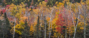 Sonbaharda yapraklar orman manzaralı
