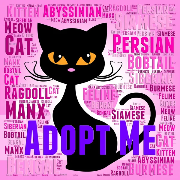 Adopt Cat Indicates Kitty Felines And Cats — Stock Photo, Image