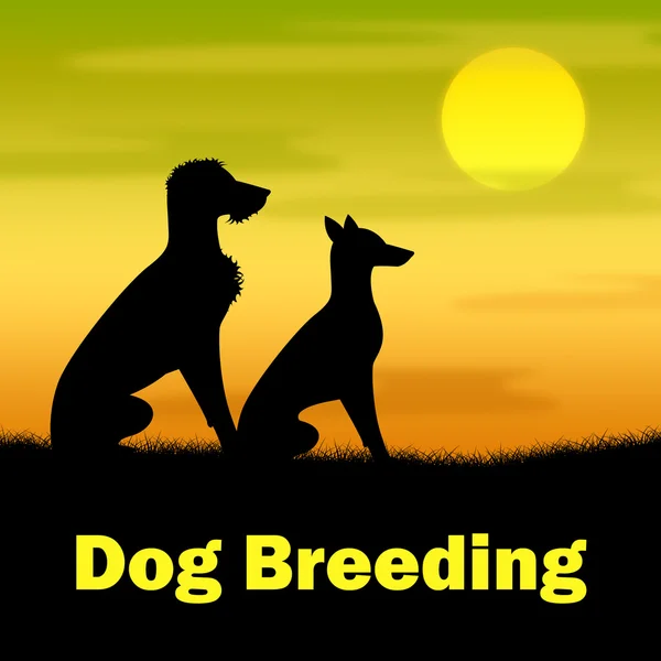 子犬は、犬の繁殖子犬と闇 — ストック写真