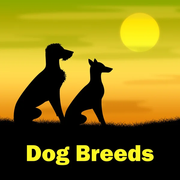 Kutya tenyészt mutatja legelő kiskutya és a kutyus — Stock Fotó