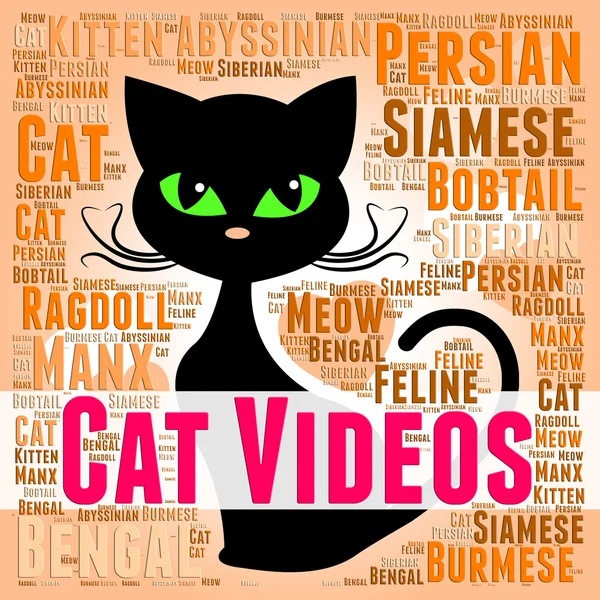 Gato Videos muestra gatito felino y mascota —  Fotos de Stock