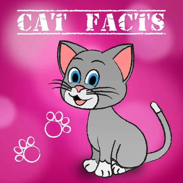 Cat Facts Indica detalhes Kitty e animais de estimação — Fotografia de Stock