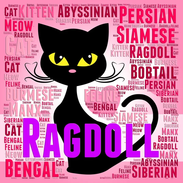 Ragdoll Cat representa a la descendencia felina y la cría —  Fotos de Stock