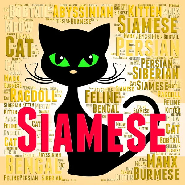 Siamese gato representa doméstico gatito y crianza —  Fotos de Stock