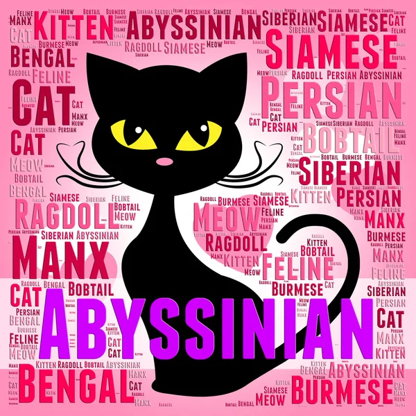Gato abisinio representa gatito corto y tabby —  Fotos de Stock