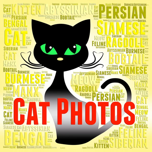 Katt bilder innebär felint bild och ögonblicksbilder — Stockfoto